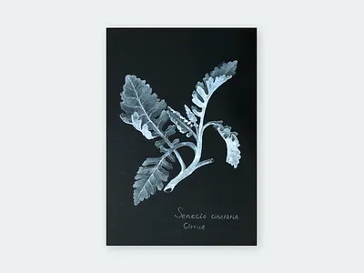 植物繪畫 - 銀葉菊 painting