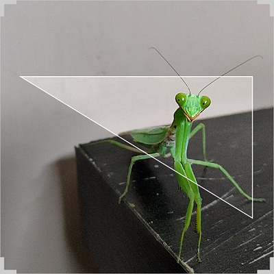 Mantis Pattern adobe adobe capture adobe cc kaleidoscope pattern pattern art pattern design photographer photography