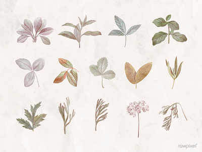 Foliage design elements design floral illustration