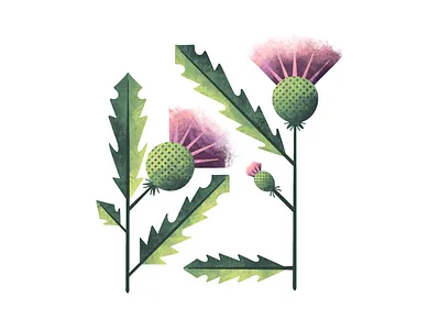 Thistle flora flower illustration illustrator leaves plant illustration procreate texture thistle