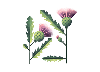 Thistle flora flower illustration illustrator leaves plant illustration procreate texture thistle