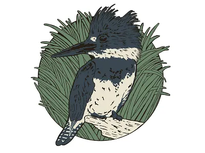 King Fisher birds drawing florida florida state illustration illustration art kingfisher water bird wildlife