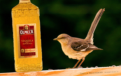 Tequila Mockingbird mocking bird mockingbird olmeca photoshop tequila