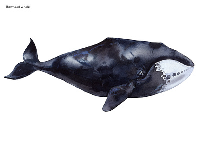 Bowhead whale aquarelle drawing illustrate illustration watercolor whale