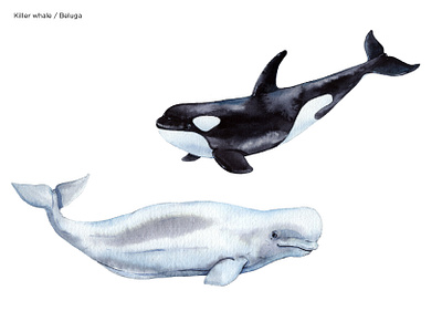 Killer whale/ Beluga aquarelle drawing illustrate illustration image watercolor