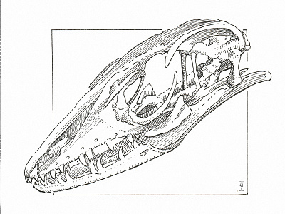 Skull of Comodo dragon book illustration comodo dragon crosshatching editorial editorial illustration engraving etching graphic hatching illustration ink drawing skull woodcut