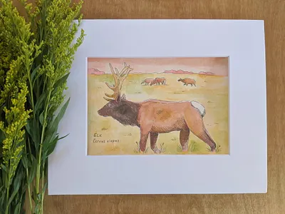 Elk watercolor animal art animals art hand drawn illustration ink nature painting pen watercolor