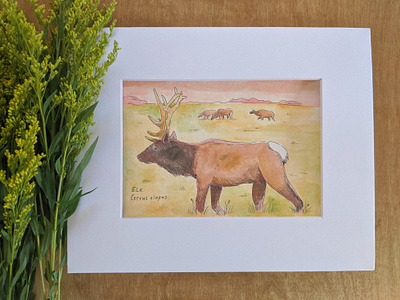 Elk watercolor animal art animals art hand drawn illustration ink nature painting pen watercolor
