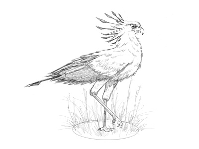Secretary Bird Sketch animal art artist ave bird boceto design dibujo digital painting drawing illustration ilustracion ipad pajaro pencil procreate sketch sketchbook