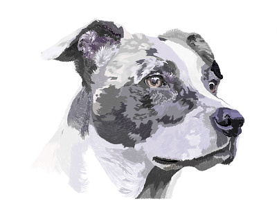 Digital Drawing digital drawing dog drawing illustration portrait