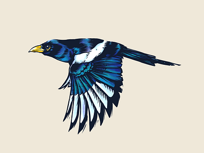 Yellow-billed Magpie animal animals art artist ave bird boceto design dibujo digital painting disegno drawing illustration ilustracion nature pajaro pencil sketch sketchbook