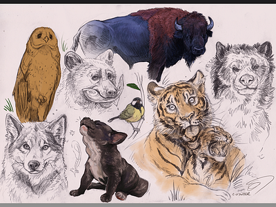 Animalia VI animal animal art animal studies design illustration multimedia photoshop art