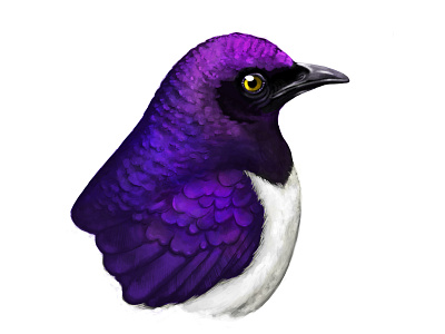 Violet-backed Starling Illustration animals art artist ave bird boceto design dibujo digital painting disegno drawing illustration ilustracion nature pajaro pencil procreate sketch sketchbook starling