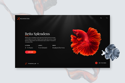 betta branding button design splendens splendens ui video website