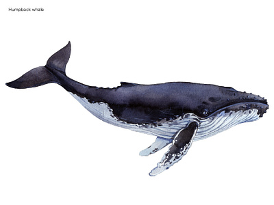 Humpback whale aquarelle drawing illustrate illustration image watercolor whale