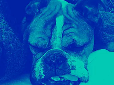 Farley the bulldog design print