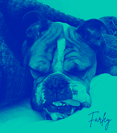 Farley the bulldog design print