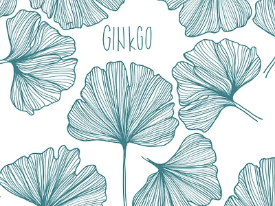 ginkgo digital drawing ginkgo illustration illustration digital ipadpro kiasue nature plant plant illustration procreate