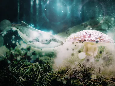 magic forest - photoshop manipulation digital painting photoshop photoshop art