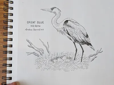 Blue Heron drawing animal art animals drawing hand drawn illustration ink nature pen