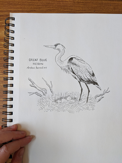 Blue Heron drawing animal art animals drawing hand drawn illustration ink nature pen