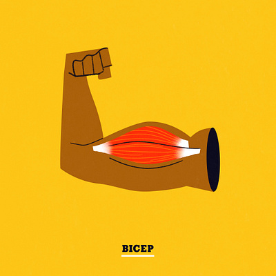 Bicep anatomy flex illustration muscle