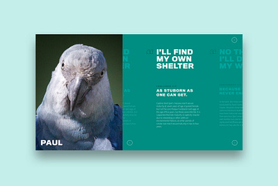 Spix Macaw: Website Teaser uidesign uxdesign