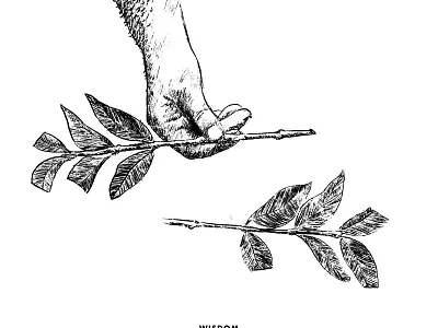 Wisdom cuttings dailydrawing dailynoundrawing drawing illustration illustrator process wisdom