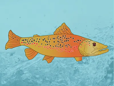 Brown Trout colorado digital illustration fishing fly fishing hogs