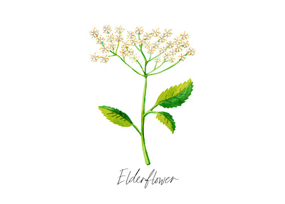 Elderflower digital painting elderflower floral flower illustration plant
