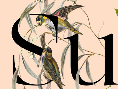 SUNDAY color design experiment experimental image sprint type typography