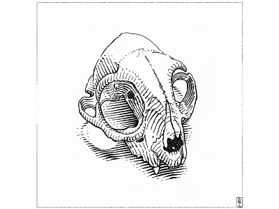 cat's skull black and white book illustration cat editorial illustration engraving etching graphic design gravure illustration skull woodcut