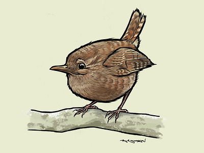 Wren bird birds british illustration infinitepainter ipad uk wren