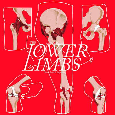 The Lower Limbs anatomical artwork illustration medical illustration