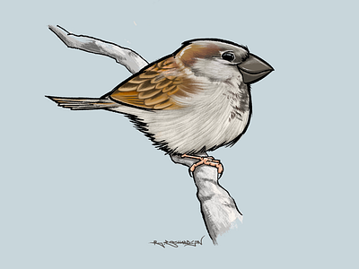 House Sparrow bird british digital art illustration ipad procreate sparrow