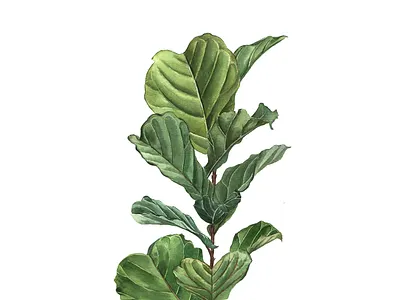 Fiddle fig tree watercolor art decor fiddlefig hand drawn home decor illustration paint tree watercolor