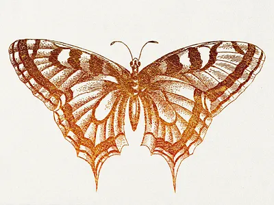 Butterfly butterfly colorful grungy illustraion vector graphic