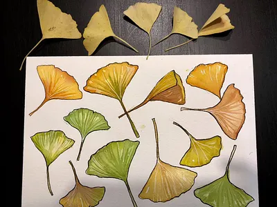 Watercolor ginkgo leaves