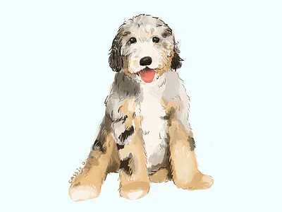 Bernedoodle dog illustration illustration procreate procreate app procreate art procreateapp
