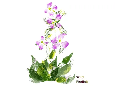 Wild Radish flower green pink plant plant illustration plants radish wild