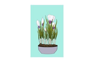 Spring bulbous plants in a pot. Purple and white crocuses. Vecto bulb crocus flowers illustration plant pot purple spring stock vector vector illustration