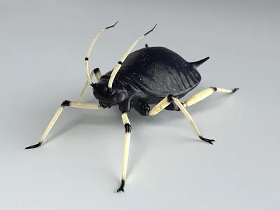 Black bean aphid 3d 3d model bug creature creepy design game illustration insect low poly unity