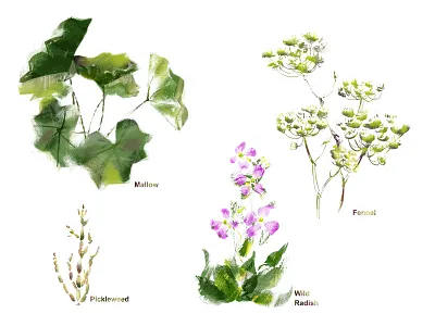 Four Plants fennel flower green mallow pickleweed pink plants radish spot spot illustration spring wild yellow