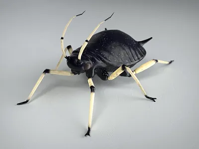 Black bean aphid animated 3d animal animation c4d cinema4d creature creepy game insect low poly nature unity walkcycle