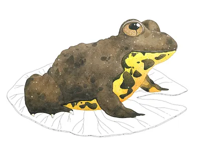 Watercolor frog cute illustration watercolor