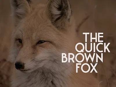 The quick brown fox bold branding clean design font grotesque lettering letters logo type typeface typography vector