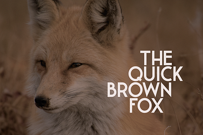 The quick brown fox bold branding clean design font grotesque lettering letters logo type typeface typography vector