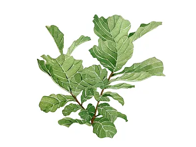 Watercolor plant illustration watercolor