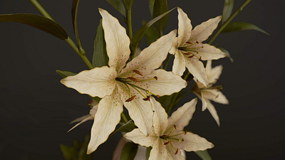 Bouquet with Lilies 3D Model 3d art 3d artist bouquet branch decoration flora flower foliage game gameready leaf lily lowpoly napkin pbr plant pot renderhub tatiana gladkaya vase