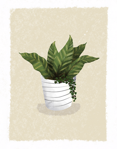 Plant Illustration drawing garden graphic design illustraion illustration leaves plant plant illustration plants pot